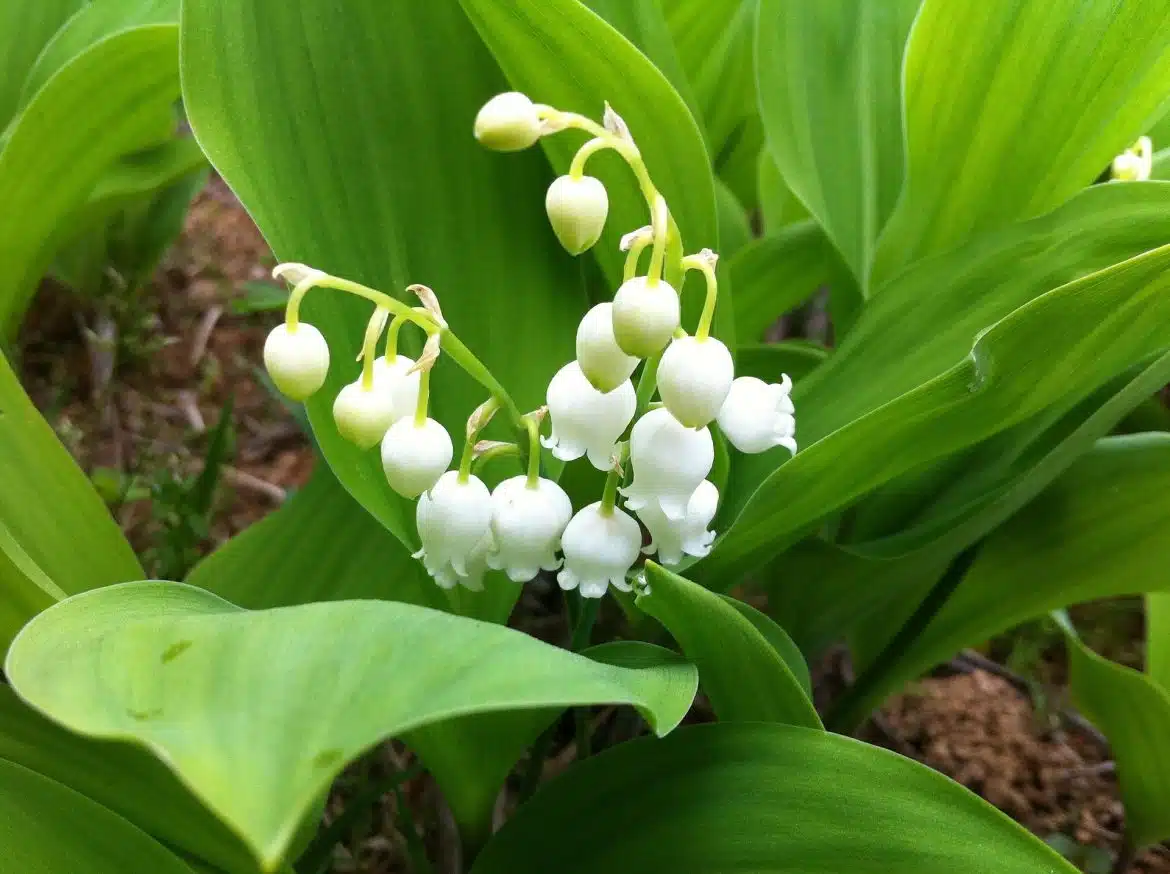 muguet de mai