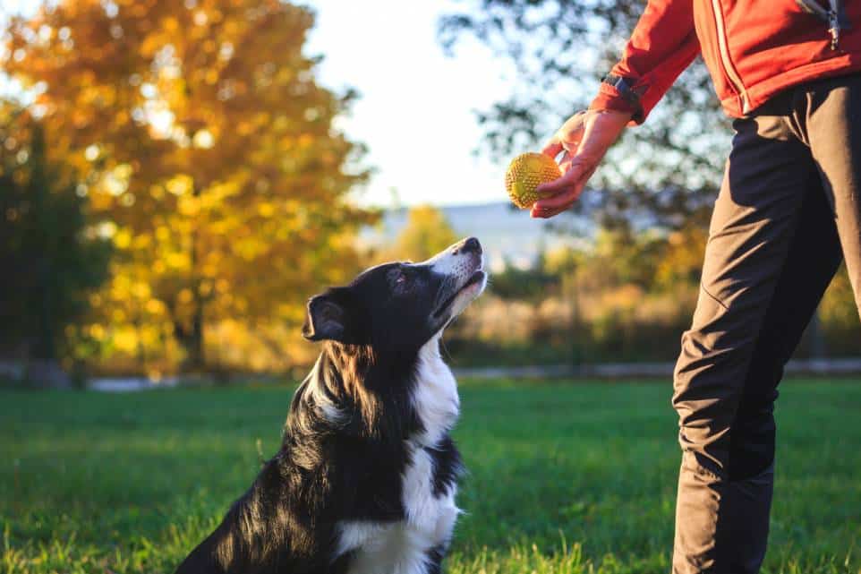 éducation Border Collie