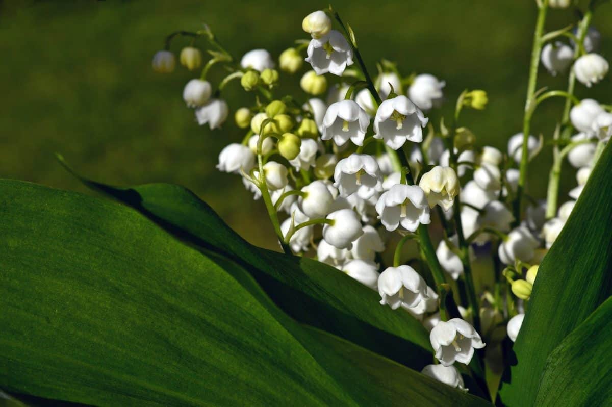 muguet de mai